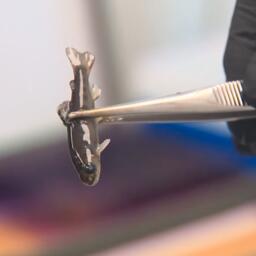 Специалисты Санкт-Петербургского филиала ВНИРО продолжают эксперименты по выращиванию судака в индустриальных условиях. Фото пресс-службы ГосНИОРХ