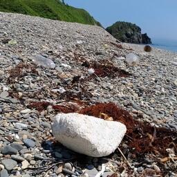 Пластиковый мусор в океане наносит серьезный вред экосистемам и морским животным. Архивное фото