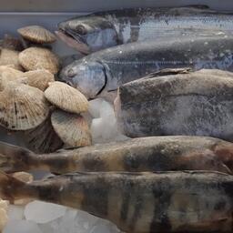 В январе-августе за рубеж отправлено около 1,4 млн тонн российской рыбной продукции 
