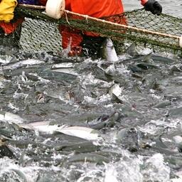 Основную долю в уловах пока составляет нерка