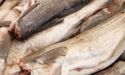 Поправки должны помочь добытчикам и переработчикам трески