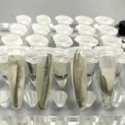 В прошлом году для молекулярно-генетического и ихтиопатологического анализа байкальской рыбы специалисты ВНИРО взяли более 1 тыс. проб. Фото пресс-службы института