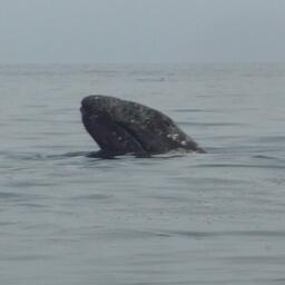 Серый кит. Архивное фото
