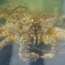 В деле фигурировал браконьерский краб. Архивное фото