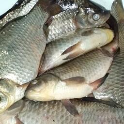 В основе улова — карась