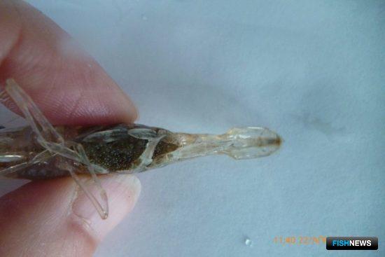 Самка черноморской травяной креветки с икрой на плеоподах. Фото пресс-службы АзНИИРХ