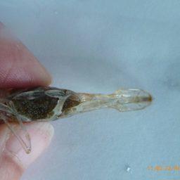 Самка черноморской травяной креветки с икрой на плеоподах. Фото пресс-службы АзНИИРХ