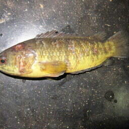 Анабас. Фото കാക്കര. CC BY-SA 3.0