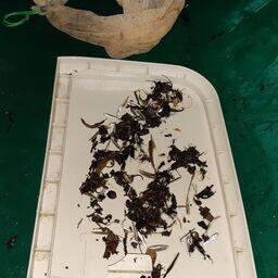 Ученые Камчатского филиала ВНИРО отслеживают скат молоди горбуши на западном побережье полуострова. Фото пресс-службы филиала
