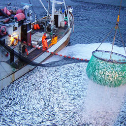 За первый квартал 2019 г. российские рыбопромышленники добыли 1,33 млн тонн водных биоресурсов. Фото пресс-службы Росрыболовства