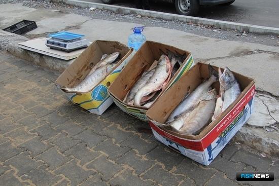В Хабаровске полицейские ликвидировали две точки незаконной продажи лосося. Фото пресс-службы краевого УМВД России