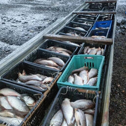 У рыбака обнаружили более 1 тыс. экземпляров сига. Фото пресс-службы ГУ МВД России по Красноярскому краю