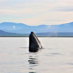 Серый кит у берегов Чукотки. Фото пресс-службы администрации ЧАО