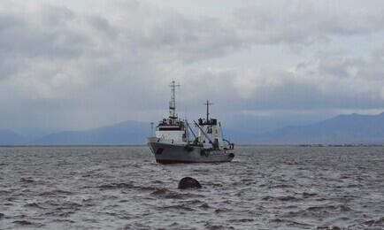 В 2019 г. норму освоения квот на вылов подняли до 70%. Архивное фото