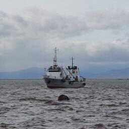 В 2019 г. норму освоения квот на вылов подняли до 70%. Архивное фото