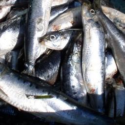 С начала года российские рыбаки уже добыли около 130 тыс. тонн сардины-иваси. Фото пресс-службы Росрыболовства