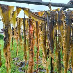 Сушка водорослей. Фото предоставлено Союзом рыбопромышленников Карелии