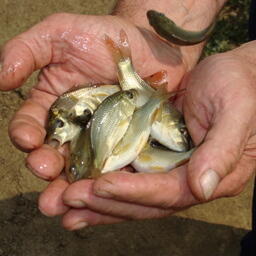 В Курганской области на аукцион выставлены восемь озерных участков под пастбищную аквакультуру. Архивное фото