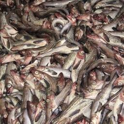 Свежевыловленный минтай. Архивное фото