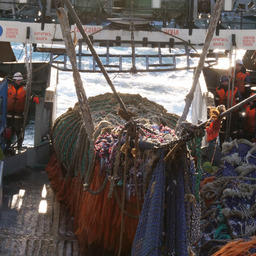 Российские рыбаки увеличивают уловы