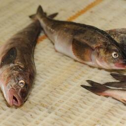 Без покупателя остались в том числе квоты терпугов