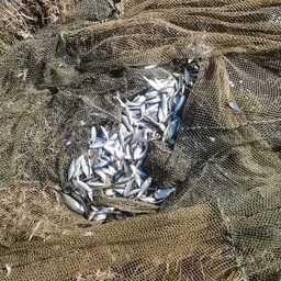 Ученые отловили 295 экземпляров рыб. Фото пресс-службы АзНИИРХ