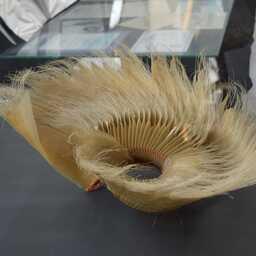 Китовый ус из личного архива семьи моряка