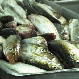 Свежая рыба на заводе на острове Кунашир
