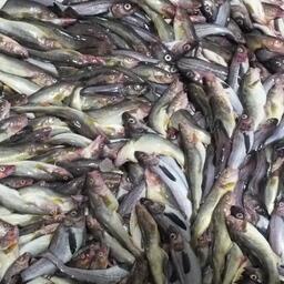 Береговой завод компании построен по программе инвестквот