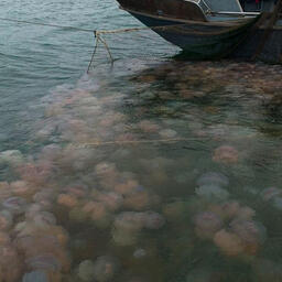 Ученые непрерывно вели наблюдения за обилием медуз в прибрежной зоне Азовского моря. Фото пресс-службы ВНИРО