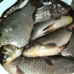 Караси из реки Уссури