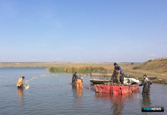 Промышленный лов рыбы в водохранилище Волчьи ворота. Фото пресс-службы АзНИИРХ