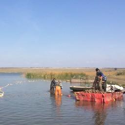 Промышленный лов рыбы в водохранилище Волчьи ворота. Фото пресс-службы АзНИИРХ