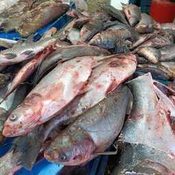 Уловы Ханки идут на рынки Приморского края