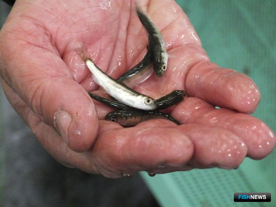 С рыбоводного завода на озере Лагунное Южно-Курильский рыбокомбинат отправил в свободное плавание 1,5 млн мальков кеты