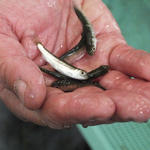 С рыбоводного завода на озере Лагунное Южно-Курильский рыбокомбинат отправил в свободное плавание 1,5 млн мальков кеты