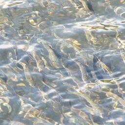 Молодь кеты на рыбоводном заводе в Приморье. Архивное фото