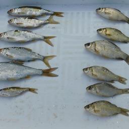 Рыба из научного улова. Фото пресс-службы АзНИИРХ