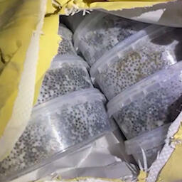 В Хабаровском крае пресекли нелегальный оборот черной икры. Кадр оперативной съемки