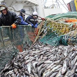 Рыбаки Хабаровского края добывают минтай. Фото пресс-службы правительства региона
