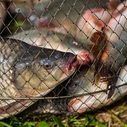 В Республике Крым на аукцион выставлены 10 речных и озерных участков под пастбищную аквакультуру