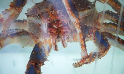В азиатские страны с Северного бассейна отправлялся и живой краб. Архивное фото