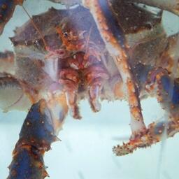 В азиатские страны с Северного бассейна отправлялся и живой краб. Архивное фото