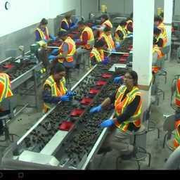 Рыбоперерабатывающий завод в Канаде. Кадр видео Global News