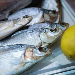 На участках предлагается выращивать в том числе пелядь. Архивное фото