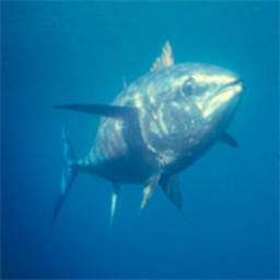 Большеглазый тунец. Фото с сайта fishretail.ru