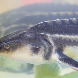 Ученые АГТУ используют гаприн в комбинированных кормах для ценных объектов аквакультуры. Архивное фото