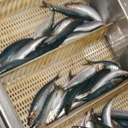 По данным на 14 июля, российские рыбаки добыли 49877 тонн сардины-иваси