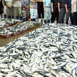 «Год японской скумбрии» принес корейским рыбакам невиданные уловы
