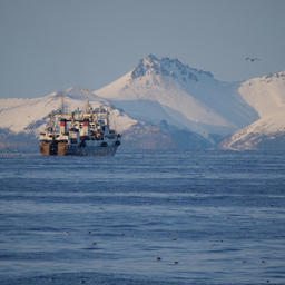 На промысел олюторской сельди экипажи судов «Океанрыбфлота» отправляются поздней осенью